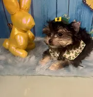 CKC Teacup 3.5lb Tiny, a male Maltese and Yorkshire Terrier for sale in Selmer, TN – Photo 2 of 10