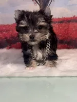 CKC Teacup 3.5lb Tiny, a male Maltese and Yorkshire Terrier for sale in Selmer, TN – Photo 8 of 10