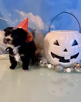 Fergie KB Black Female  , a female Yorkshire Terrier for sale in Selmer, TN – 8 of 10