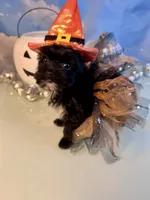 Bitty- Teacup KB Black Female, a female Yorkshire Terrier for sale in Selmer, TN – 3 of 9