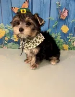 CKC Champion Bloodline Champ, a male Yorkshire Terrier for sale in Selmer, TN – Photo 4 of 10