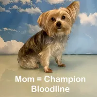CKC Champion Bloodline Champ, a male Yorkshire Terrier for sale in Selmer, TN – Photo 9 of 10