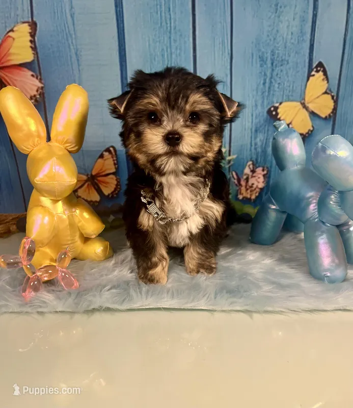 CKC Champion Bloodline Champ