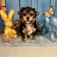 CKC Champion Bloodline Champ, a male Yorkshire Terrier for sale in Selmer, TN – Photo 1 of 10