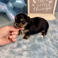 CKC Champion Bloodline Champ, a male Yorkshire Terrier for sale in Selmer, TN – Photo 8 of 10