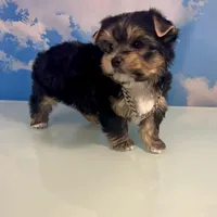 CKC Champion Bloodline Champ, a male Yorkshire Terrier for sale in Selmer, TN – Photo 7 of 10