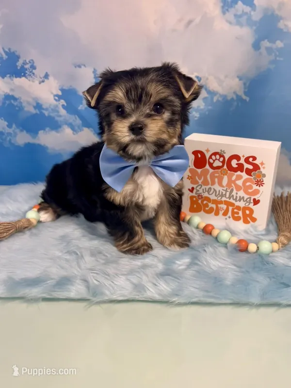 CKC Champion Bloodline Champ