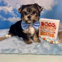 CKC Champion Bloodline Champ, a male Yorkshire Terrier for sale in Selmer, TN – Photo 6 of 10