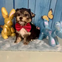 CKC Champion Bloodline Champ, a male Yorkshire Terrier for sale in Selmer, TN – Photo 5 of 10