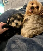 CKC Champion Bloodline Champ, a male Yorkshire Terrier for sale in Selmer, TN – Photo 2 of 10