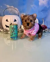 Mavis-Teacup Chocolate Merle Female , a female Yorkshire Terrier for sale in Selmer, TN – 3 of 9