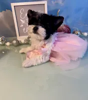 Zenna- Parti Teacup Female, a female Maltese and Yorkshire Terrier for sale in Selmer, TN – 4 of 8