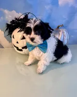 Beau Teacup Yorkie (1/4th Maltese), a male Maltese and Yorkshire Terrier for sale in Selmer, TN – 8 of 10