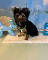 Teacup Kallisto, a female Yorkshire Terrier for sale in Selmer, TN – 2 of 10