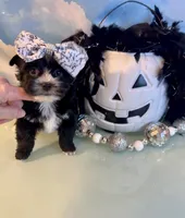 Fergie KB Black Female  , a female Yorkshire Terrier for sale in Selmer, TN – 5 of 10