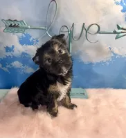Teacup Kallisto, a female Yorkshire Terrier for sale in Selmer, TN – 6 of 8
