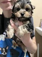 Teacup Winston, a male Yorkshire Terrier for sale in Selmer, TN – 7 of 10