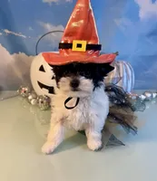 Zenna- Parti Teacup Female, a female Maltese and Yorkshire Terrier for sale in Selmer, TN – 3 of 8