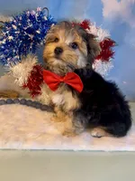 Teacup Zeus , a male Yorkshire Terrier for sale in Selmer, TN – 3 of 10