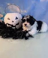 Beau Teacup Yorkie (1/4th Maltese), a male Maltese and Yorkshire Terrier for sale in Selmer, TN – 3 of 10