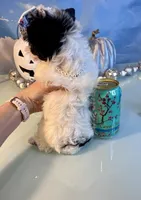 Zenna- Parti Teacup Female, a female Maltese and Yorkshire Terrier for sale in Selmer, TN – 6 of 8