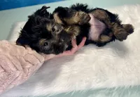 Teacup Kallisto, a female Yorkshire Terrier for sale in Selmer, TN – 4 of 8