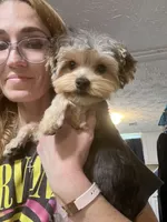 Teacup Winston, a male Yorkshire Terrier for sale in Selmer, TN – 2 of 10