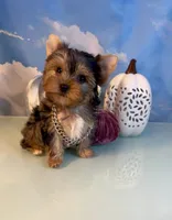 Milo- Teacup Chocolate Merle Male, a male Yorkshire Terrier for sale in Selmer, TN – 2 of 8