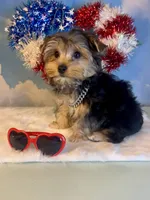 Teacup Zeus , a male Yorkshire Terrier for sale in Selmer, TN – 2 of 10