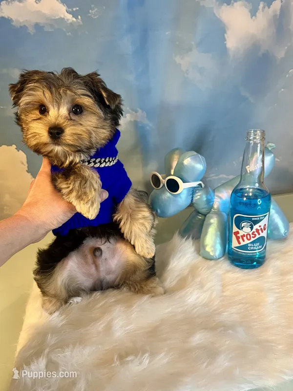 Teacup Zeus  – Yorkshire Terrier puppy for sale in Selmer, TN