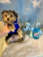 Teacup Zeus , a male Yorkshire Terrier for sale in Selmer, TN – 1 of 10