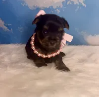Tiny Teacup Athena , a female Yorkshire Terrier for sale in Selmer, TN – 1 of 9