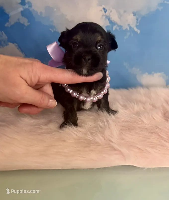 Teacup Kallisto – Yorkshire Terrier puppy for sale in Selmer, TN