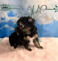 Teacup Kallisto, a female Yorkshire Terrier for sale in Selmer, TN – 7 of 8