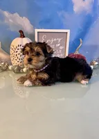 Bailey Female, a female Yorkshire Terrier for sale in Selmer, TN – 3 of 10