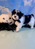Beau Teacup Yorkie (1/4th Maltese), a male Maltese and Yorkshire Terrier for sale in Selmer, TN – 7 of 10