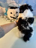 Beau Teacup Yorkie (1/4th Maltese), a male Maltese and Yorkshire Terrier for sale in Selmer, TN – 4 of 10