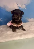 Tiny Teacup Athena , a female Yorkshire Terrier for sale in Selmer, TN – 3 of 9