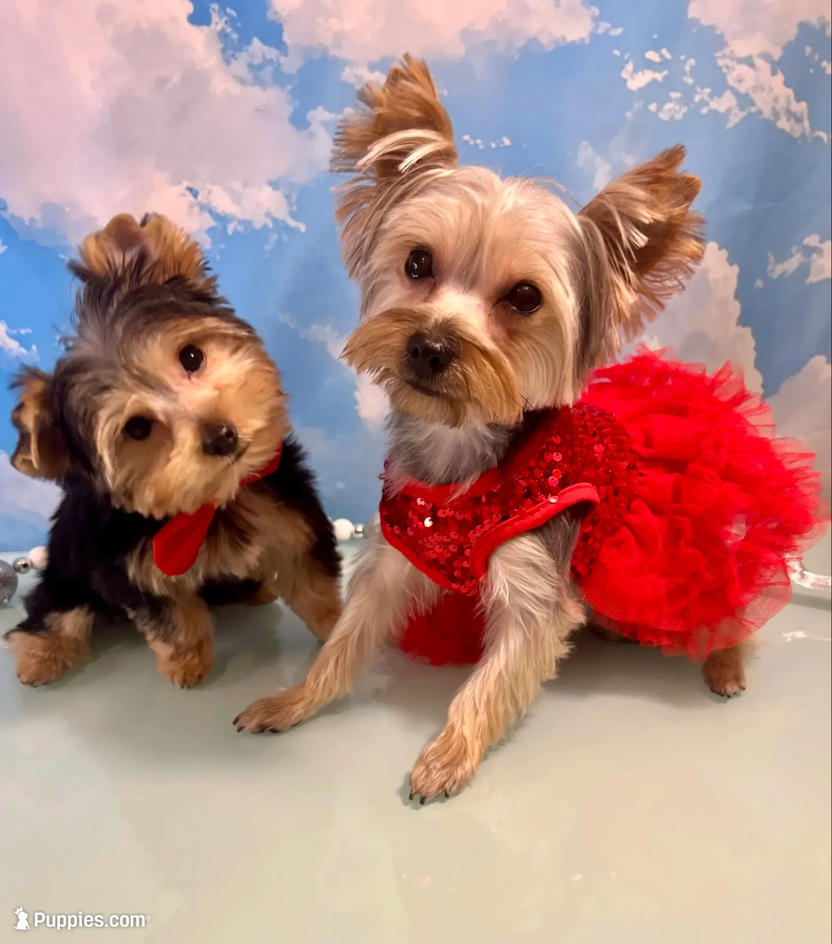Teacup Zeus , a male Yorkshire Terrier for sale in Selmer, TN – 10 of 10