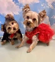 Teacup Zeus , a male Yorkshire Terrier for sale in Selmer, TN – 10 of 10
