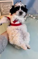 Brody Teacup Yorkie (1/4th Maltese) , a male Maltese and Yorkshire Terrier for sale in Selmer, TN – 4 of 10