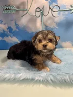 Teacup Zeus , a male Yorkshire Terrier for sale in Selmer, TN – 2 of 10