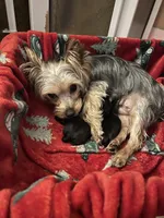 Tiny Teacup Athena , a female Yorkshire Terrier for sale in Selmer, TN – 8 of 9