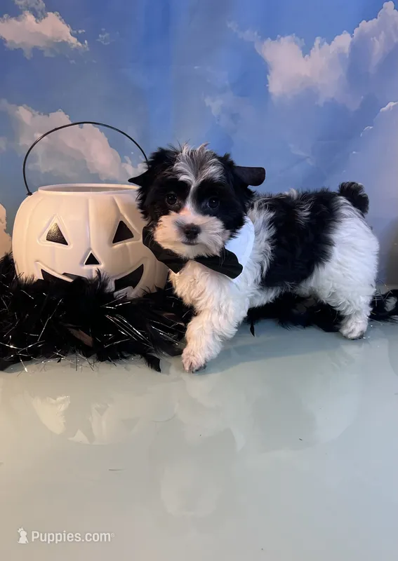 Beau Teacup Yorkie (1/4th Maltese) – Maltese, Yorkshire Terrier puppy for sale in Selmer, TN