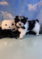 Beau Teacup Yorkie (1/4th Maltese), a male Maltese and Yorkshire Terrier for sale in Selmer, TN – 1 of 10