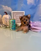 Mavis-Teacup Chocolate Merle Female , a female Yorkshire Terrier for sale in Selmer, TN – 5 of 9