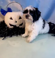 Brody Teacup Yorkie (1/4th Maltese) , a male Maltese and Yorkshire Terrier for sale in Selmer, TN – 9 of 10