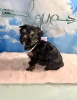 Teacup Kallisto, a female Yorkshire Terrier for sale in Selmer, TN – 8 of 8