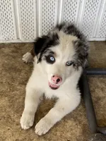 Journey, a male Miniature American Shepherd for sale in Cocoa, FL – 1 of 1