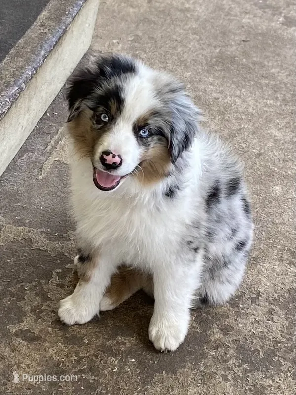 Orbit – Miniature American Shepherd puppy for sale in Cocoa, FL
